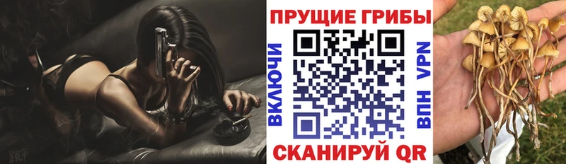 дарнет шоп  Светогорск  Галлюциногенные грибы Psilocybe 